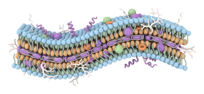 AI cell membrane