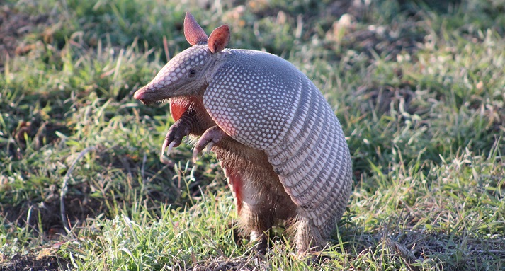 armadillo armadillo