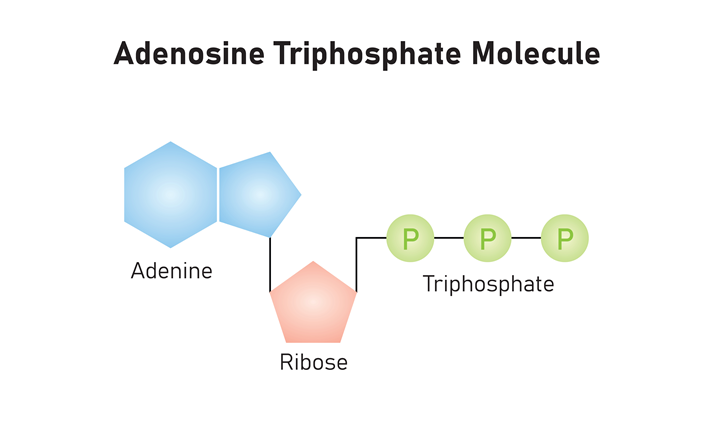 Adenosine Triphosphate (ATP) Molecule Scientific Design.