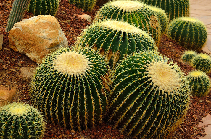 Golden barrel cactus or Echinocactus grusonii