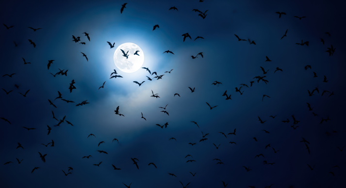 A flock of bats flying in front of a full moon at night.