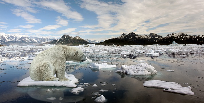 polar bear Sad Polar bear because of global warming