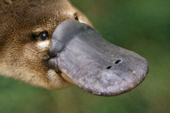 Close-up of a platypus bill showing its shape and texture