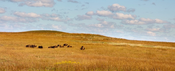 Kansas Tallgrass Prairie Preserve Rolling hills, warm grasses and a heard of Bison at the Kansas Tallgrass Prairie Preserve