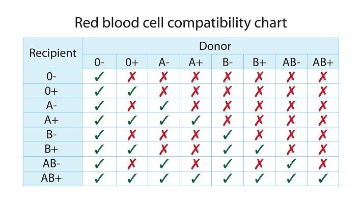 Red blood sell compatibility chart. Recipient and donor blood groups