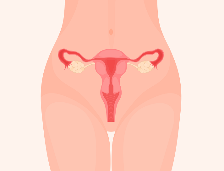 Female Reproductive System Location in the Body