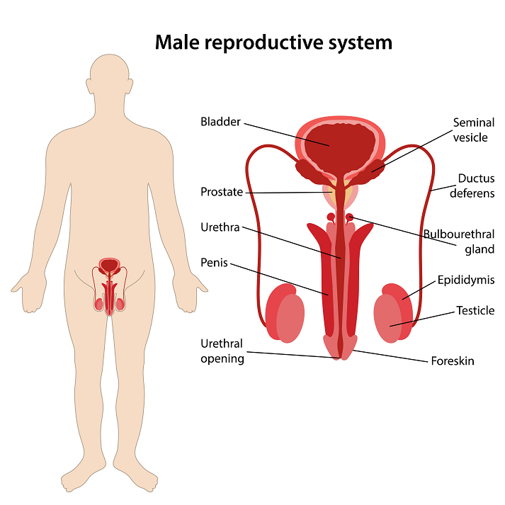 male reproductive location in the body
