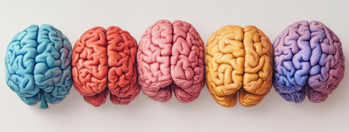 Five colorful brain models arranged in a row on a white background.
