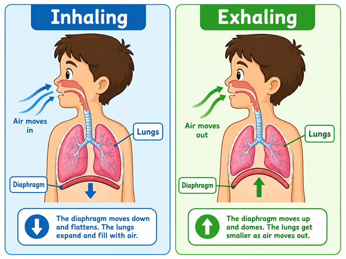 Breathing mechanics for kids