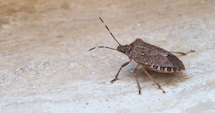 Brown marmorated stink bug Halyomorpha halys