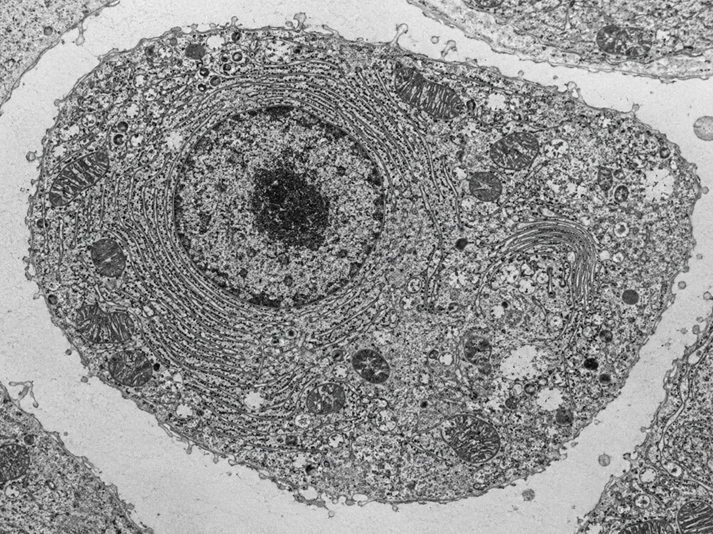 Cellular ultrastructure in grayscale microscopy