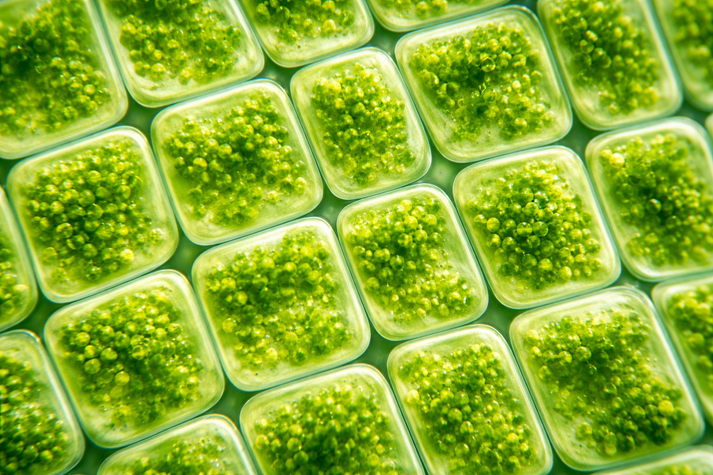 plant cells under a microscope