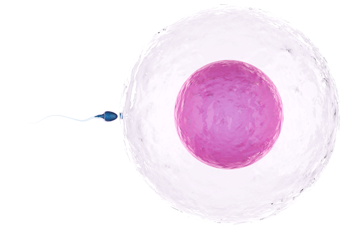 sperm with ovum