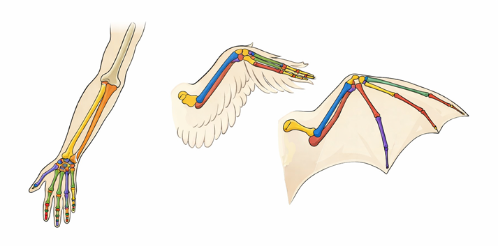 vertebrate forelimb bone comparison