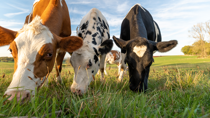 Low angle view of cows grazing in the field