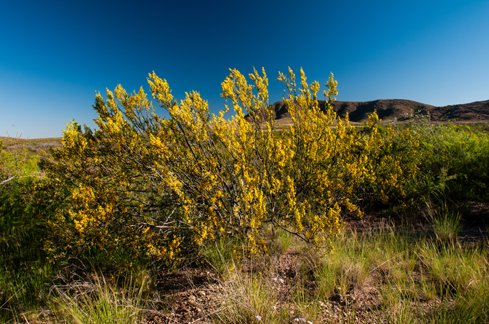 Creosote bush, Lihue Calel National Park, La Pampa, Argentina