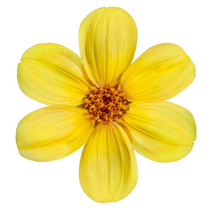 dahlia