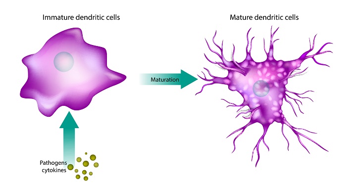 dendritic cell maturation