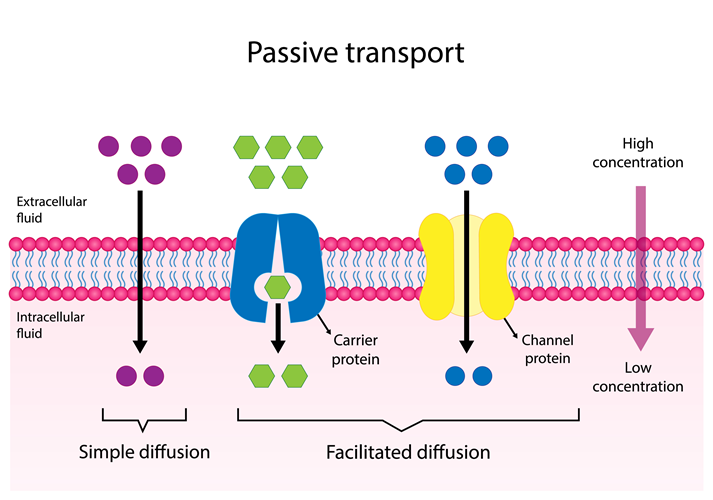 passive transport diagram