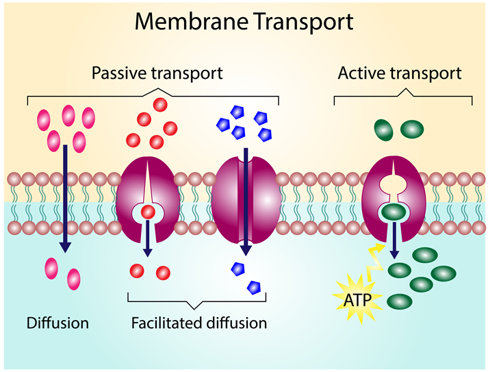 active and passive transport diagram
