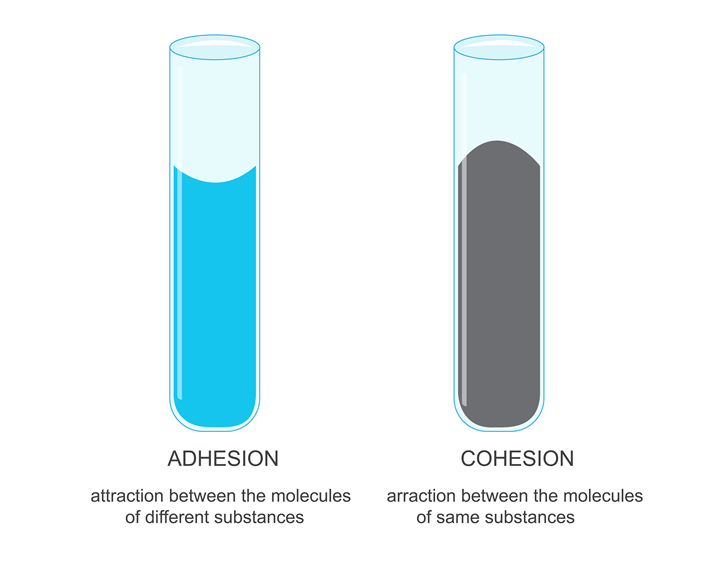 Adhesion and Cohesion. Forces That Hold Substances Together and Attract Molecules Alike.