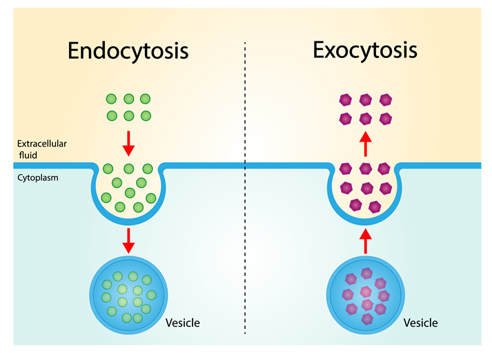 Difference between exocytosis and endocytosis