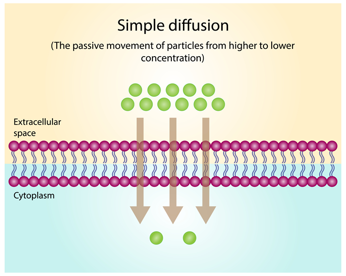 simple diffusion diagram