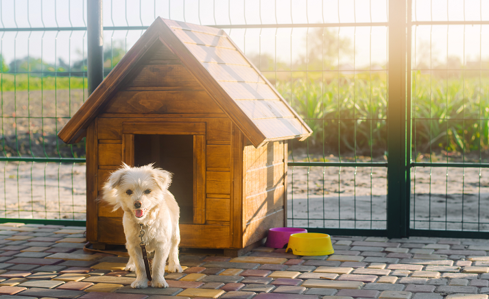 Beautiful white pooch dog near the booth on a sunny day. House for an animal. Selective focus