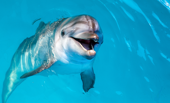 Dolphin portrait while looking at you with open mouth