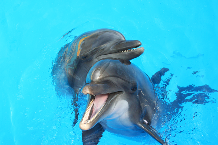 two dolphins