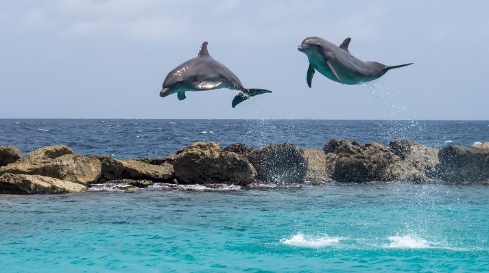 dolphins jumping out of the water
