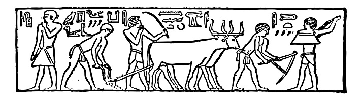 Ancient Egyptian engraving showing farmers with ploughs and sickles Ancient Egyptian engraving showing farmers with ploughs and sickles