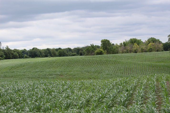 farmland with rows of beans and corn