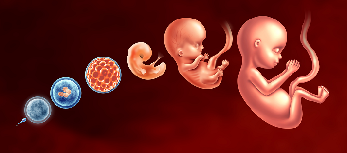 Embryo Development Stages and Embryology or Embryogenesis as a sperm and egg with a fertilized egg and blastocyst to a fetus as human pregnancy developmen