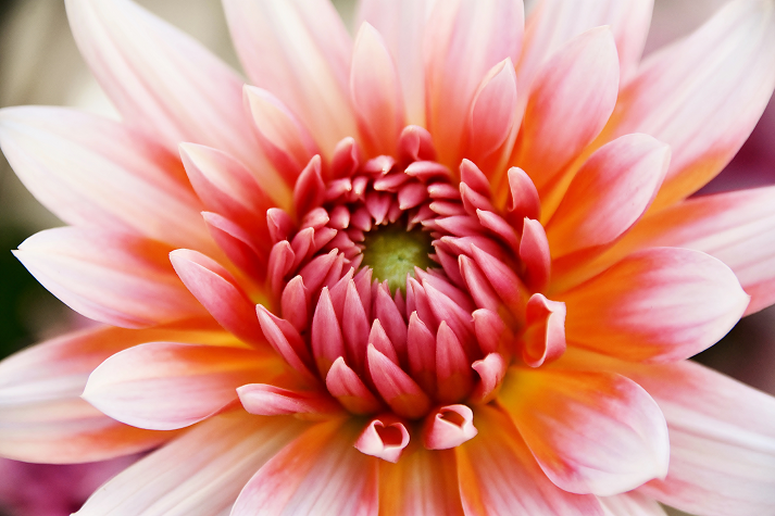 lose up of beautiful orange Dahlia flower