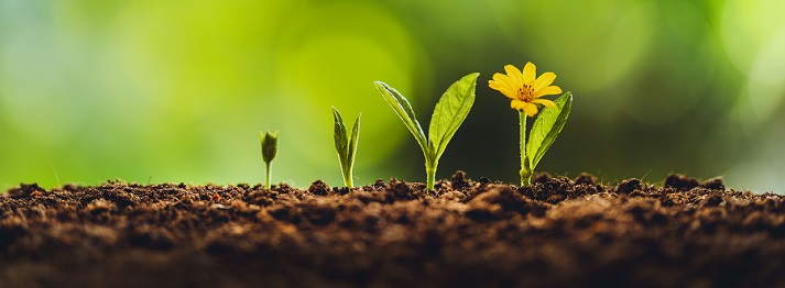flower growing
