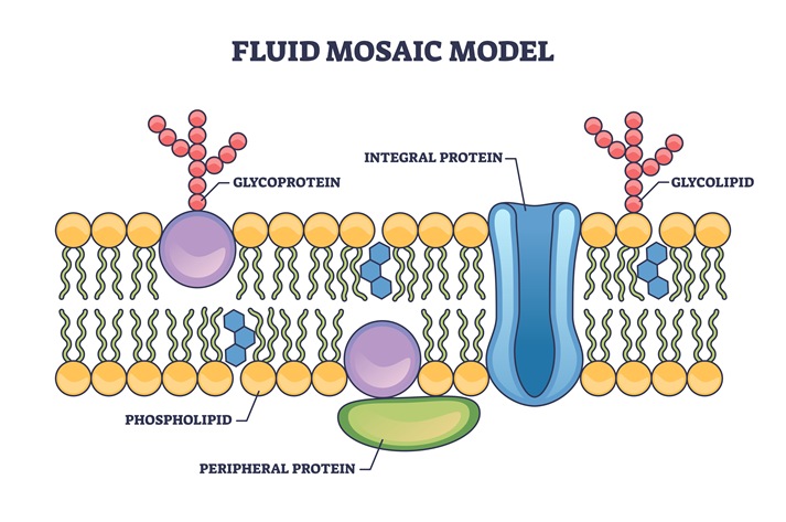 Fluid mosaic model with cell membrane anatomical structure outline diagram