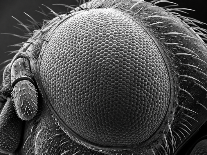 Insect compound eye close-up