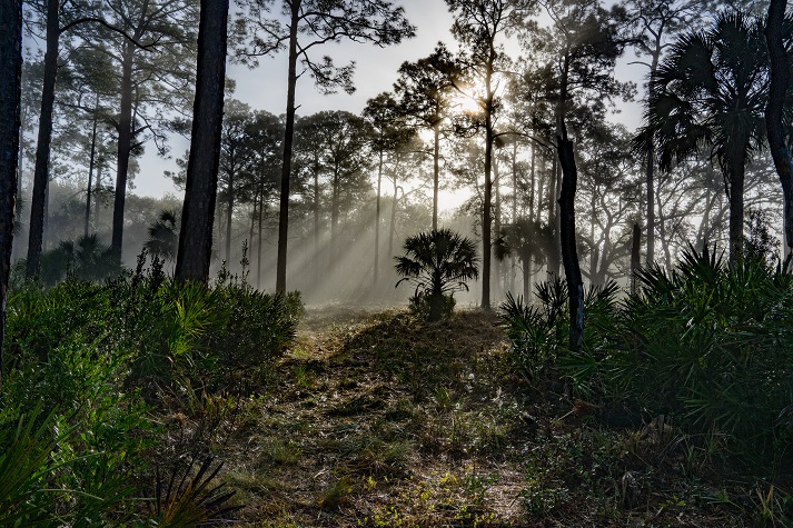 pine forest in central Florida