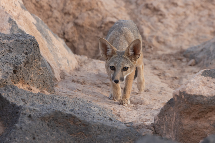 A young kit fox practices stalking while intently watching something to the left of camera in the late evening light of a summer day in the desert of Southern Utah,