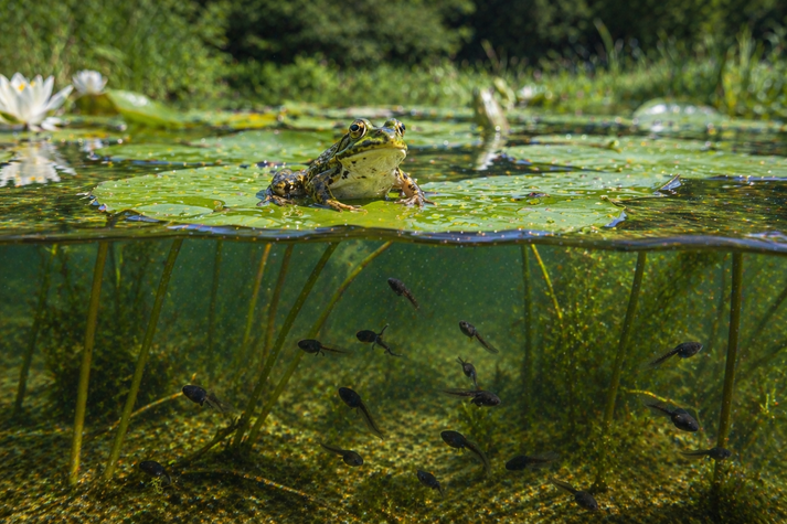 frog sitting on a lily pad with tadpoles swimming below