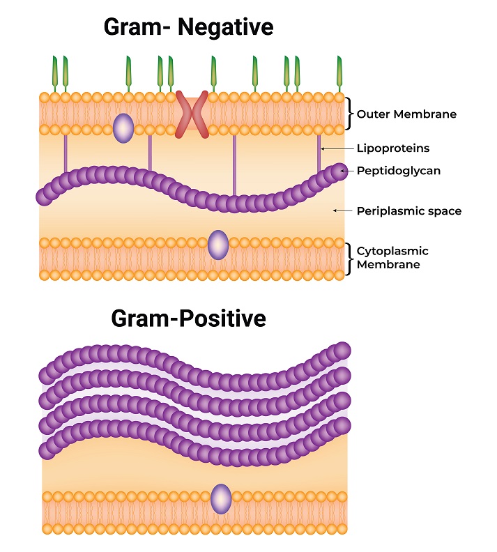 Gram Negative and Gram Positive Gram Negative and Gram Positive Science Design Vector Illustration Diagram