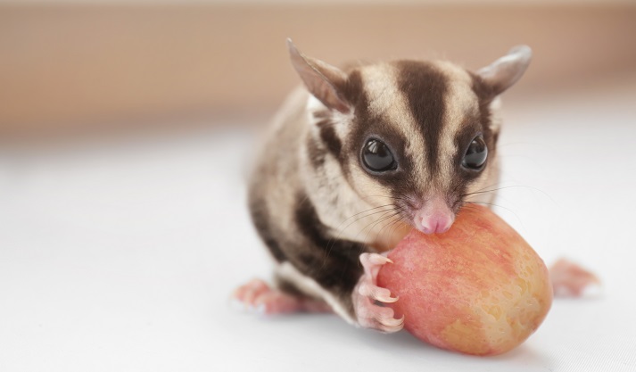 Cute sugar glider eating grape on light background, closeup