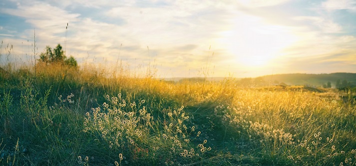 wild high grass Blooming wild high grass in nature at sunset warm summer.