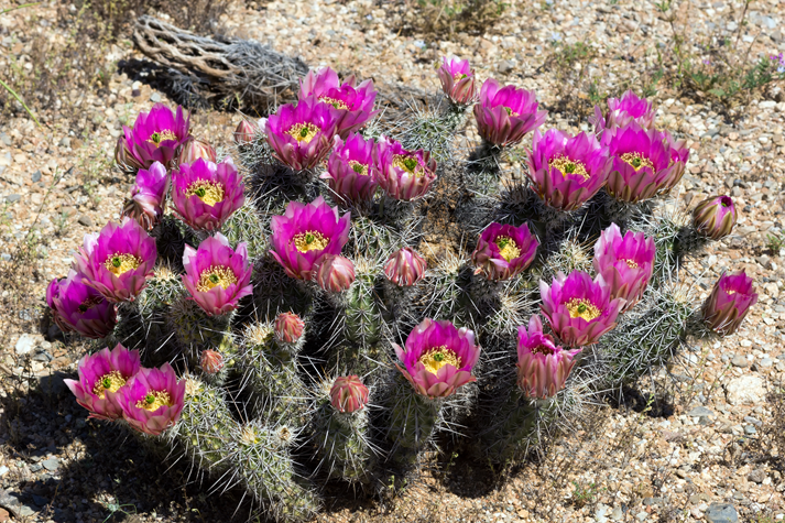 Blooming Strawberry Hedgehog Cactus