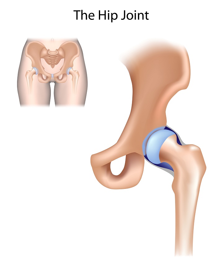 hip joint hip joint