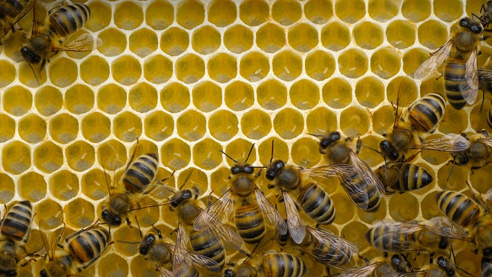 Eggs and larvae of future honey bees. These are two successive phases of honey bee development.