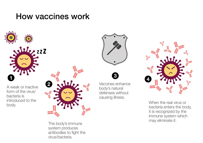 How vaccines work How vaccines work to produce antibodies and stimulate the immune system defenses