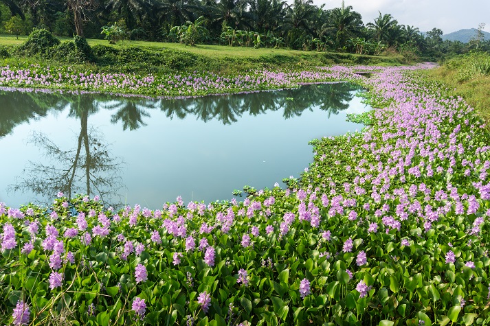 water hyacinth growing on a river