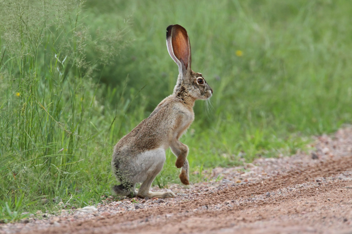 Black-tailed Jackrabbit